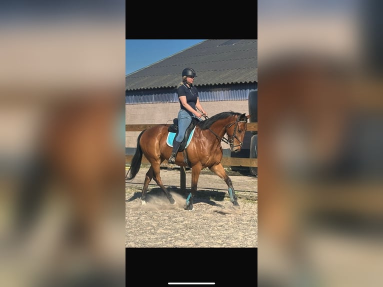 Autres races Hongre 6 Ans 158 cm Bai in Achtmaal