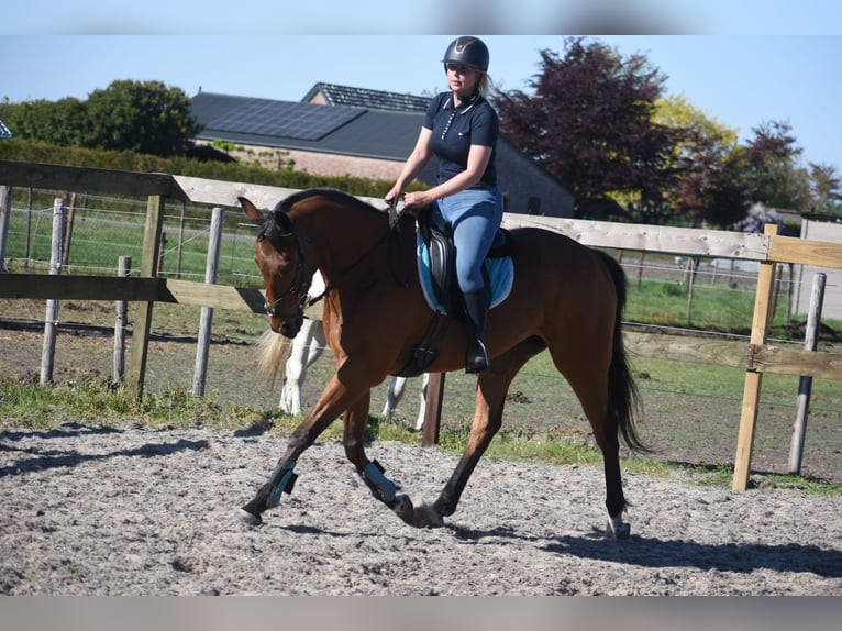 Autres races Hongre 6 Ans 158 cm Bai in Achtmaal