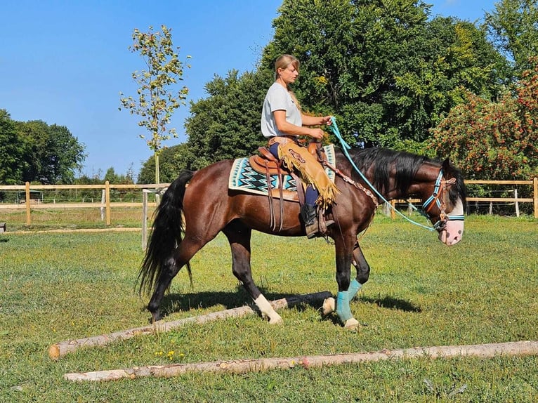 Autres races Hongre 6 Ans 158 cm Bai in Linkenbach