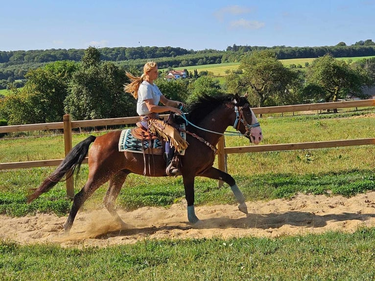 Autres races Hongre 6 Ans 158 cm Bai in Linkenbach