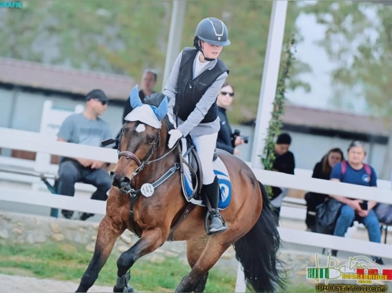 Autres races Hongre 6 Ans 158 cm Bai in Favria