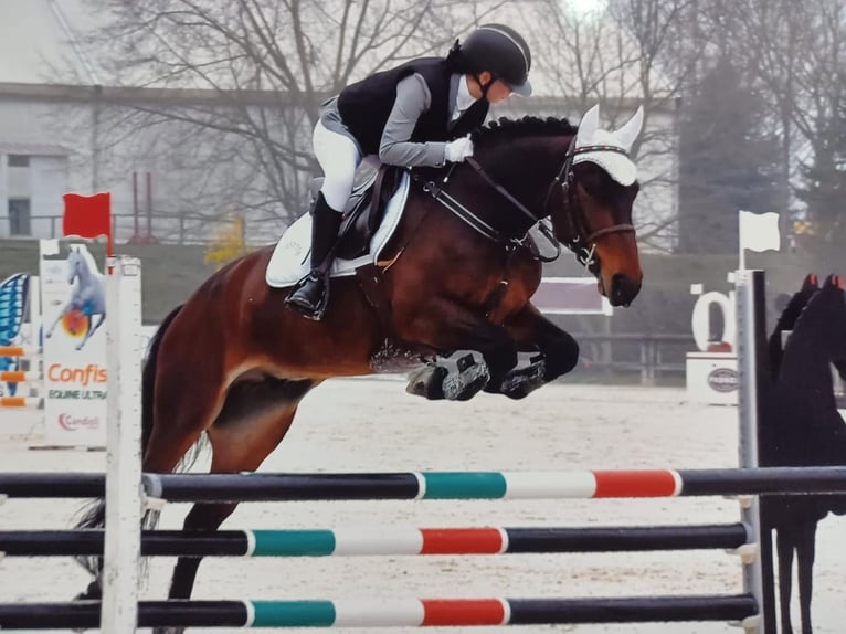 Autres races Hongre 6 Ans 158 cm Bai in Favria