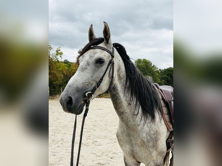 Autres races Hongre 6 Ans 158 cm Gris in Chailly-en-Bière