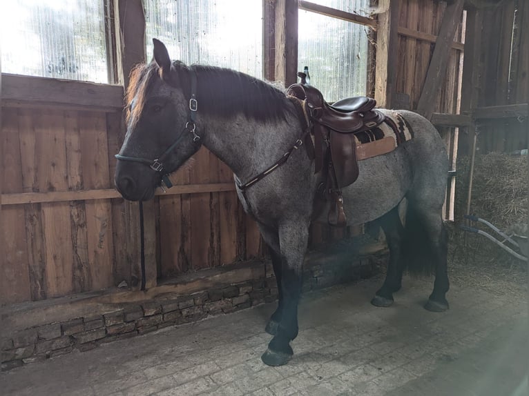 Autres races Croisé Hongre 6 Ans 160 cm Rouan Bleu in Marklohe