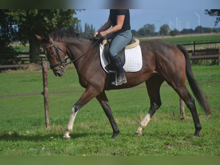 Autres races Hongre 6 Ans 164 cm Bai in Breda