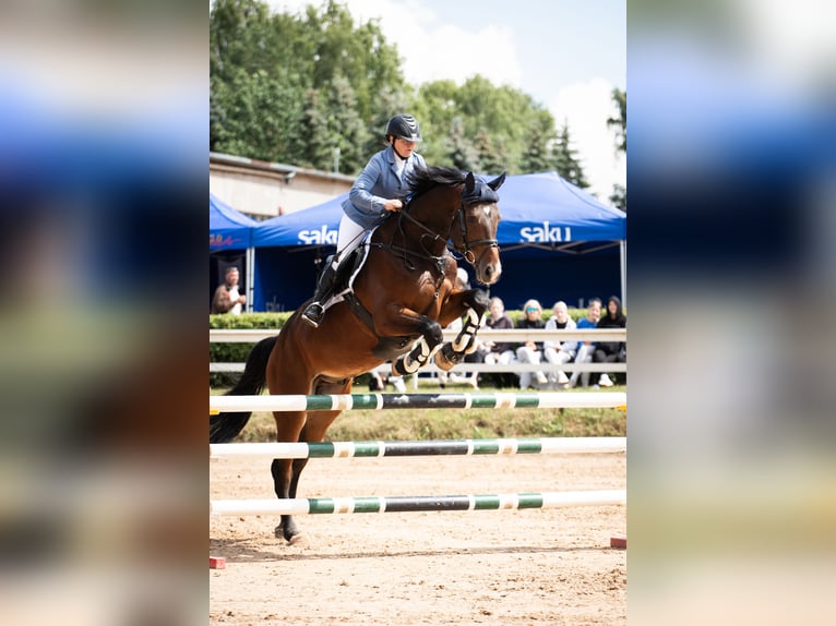 Autres races Hongre 6 Ans 175 cm Bai cerise in Washington