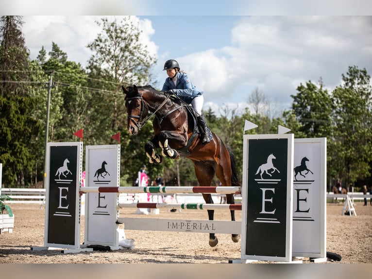 Autres races Hongre 6 Ans 175 cm Bai cerise in Washington