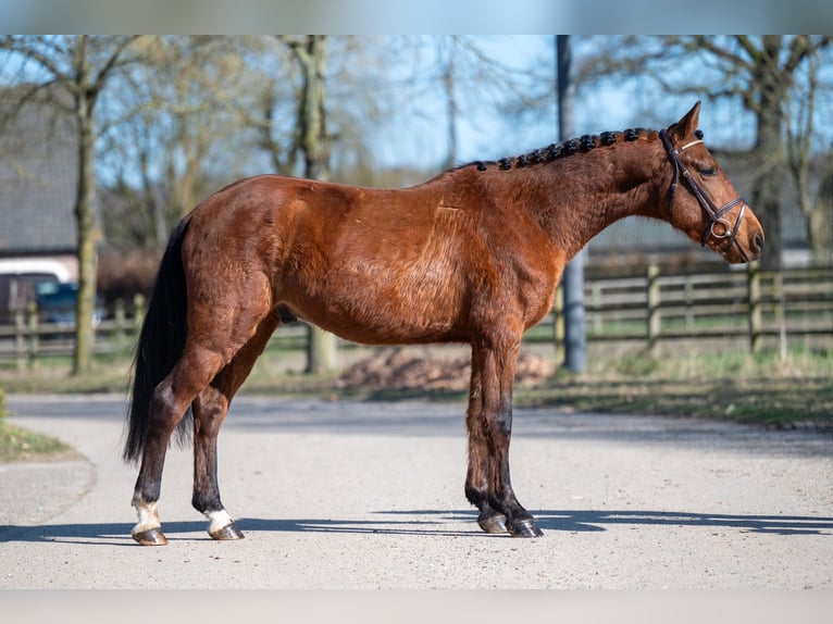 Autres races Hongre 6 Ans in GROTE-BROGEL