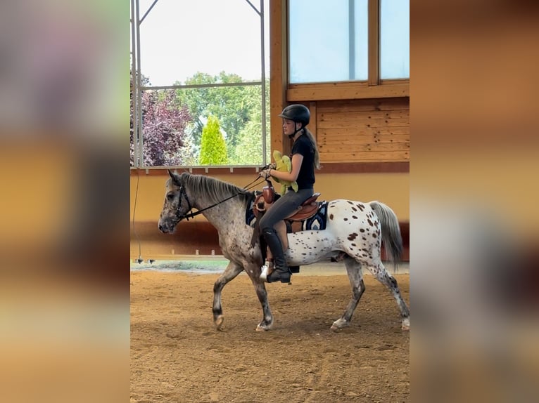 Autres races Hongre 7 Ans 136 cm Léopard in AchstettenAchstetten