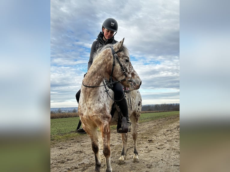 Autres races Hongre 7 Ans 136 cm Léopard in AchstettenAchstetten