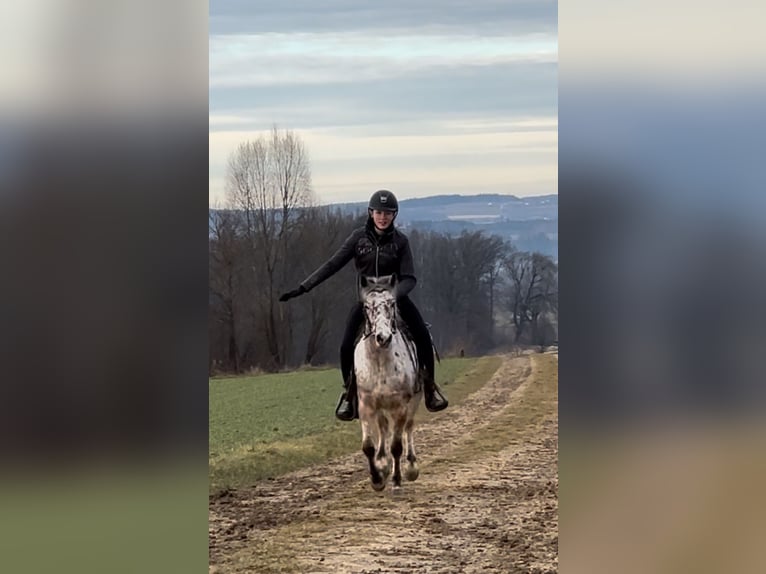 Autres races Hongre 7 Ans 136 cm Léopard in AchstettenAchstetten