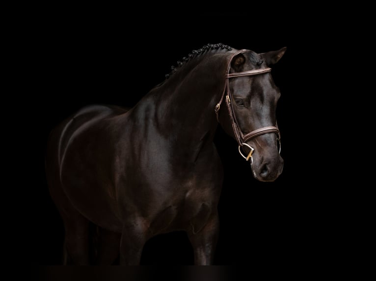 Autres races Hongre 7 Ans 138 cm Noir in Oost West en Middelbeers