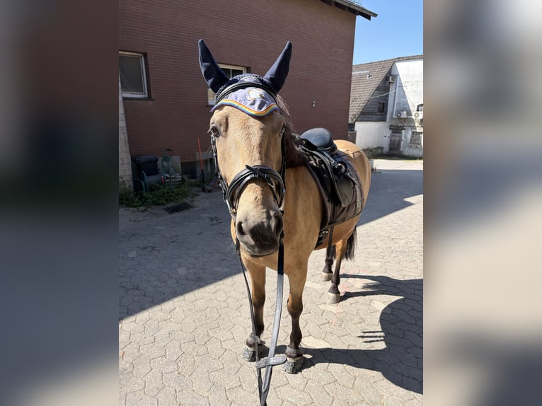 Autres races Croisé Hongre 7 Ans 141 cm Isabelle in Hattingen