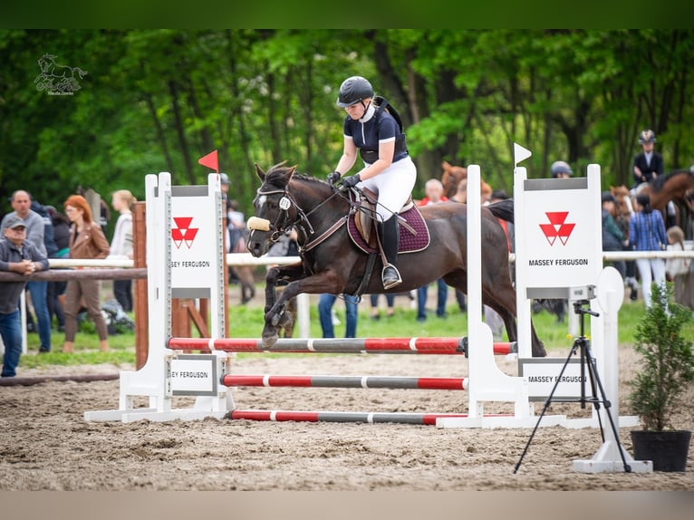 Autres races Hongre 7 Ans 143 cm Bai brun in Mieleszyn