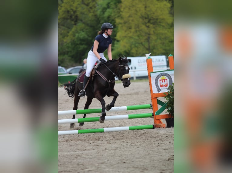 Autres races Hongre 7 Ans 143 cm Bai brun in Mieleszyn