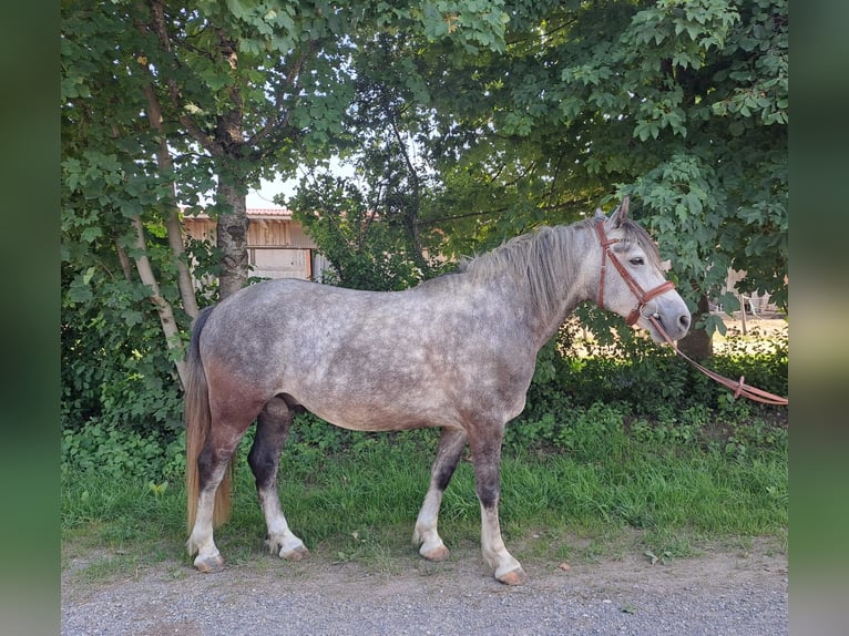 Autres races Hongre 7 Ans 143 cm Gris pommelé in Oberostendorf