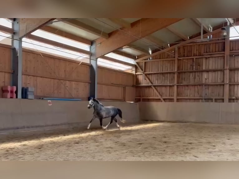 Autres races Hongre 7 Ans 143 cm Gris pommelé in Oberostendorf