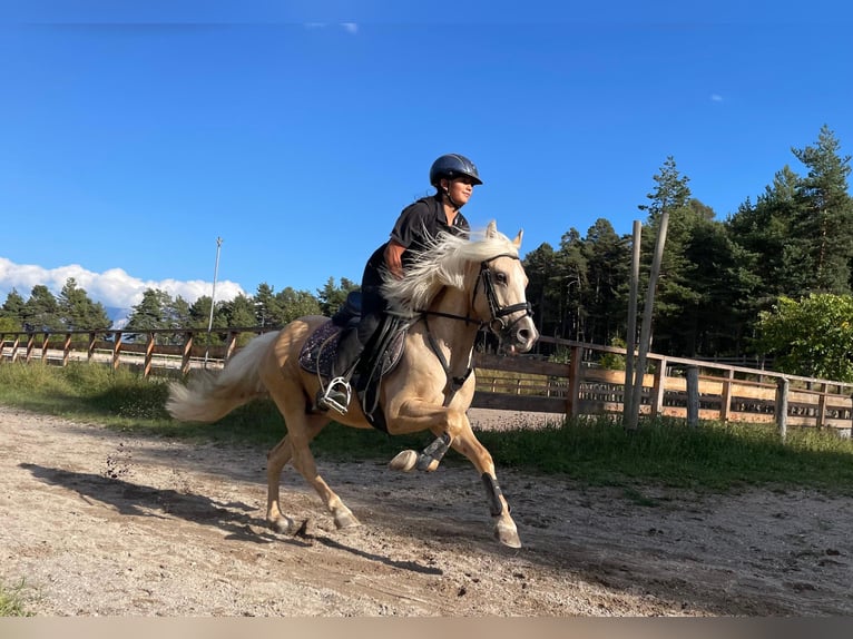Autres races Croisé Hongre 7 Ans 145 cm Palomino in Jenesien