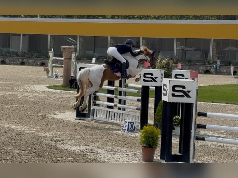Autres races Hongre 7 Ans 146 cm Pinto in Erharting