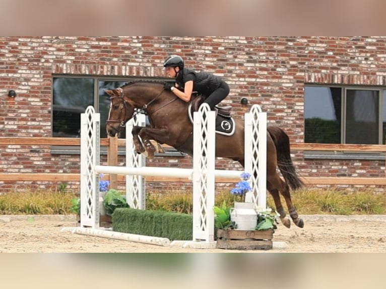 Autres races Hongre 7 Ans 147 cm Alezan brûlé in Oost West en Middelbeers