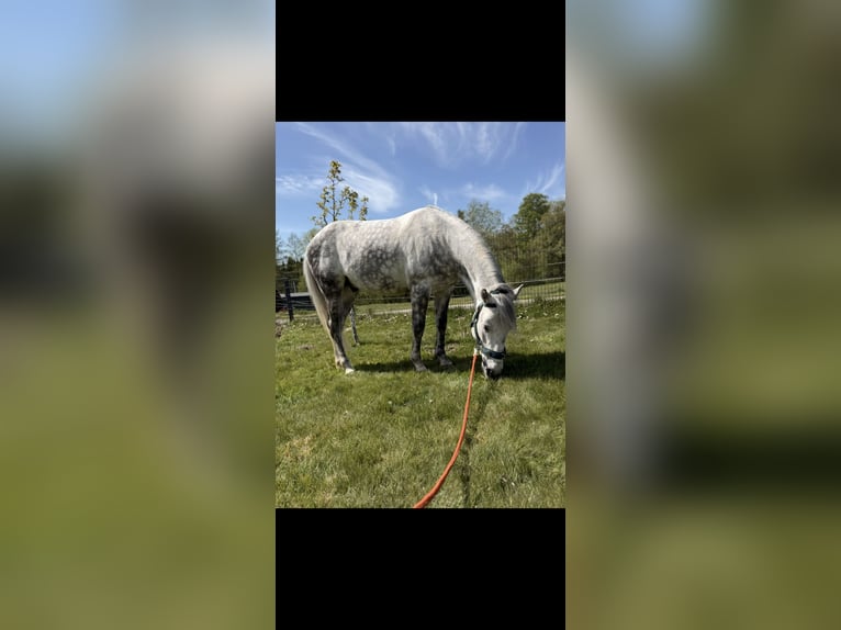 Autres races Hongre 7 Ans 147 cm Gris pommelé in Wermelskirchen