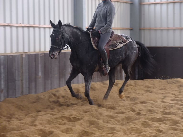 Autres races Croisé Hongre 7 Ans 152 cm Gris (bai-dun) in Buttstädt