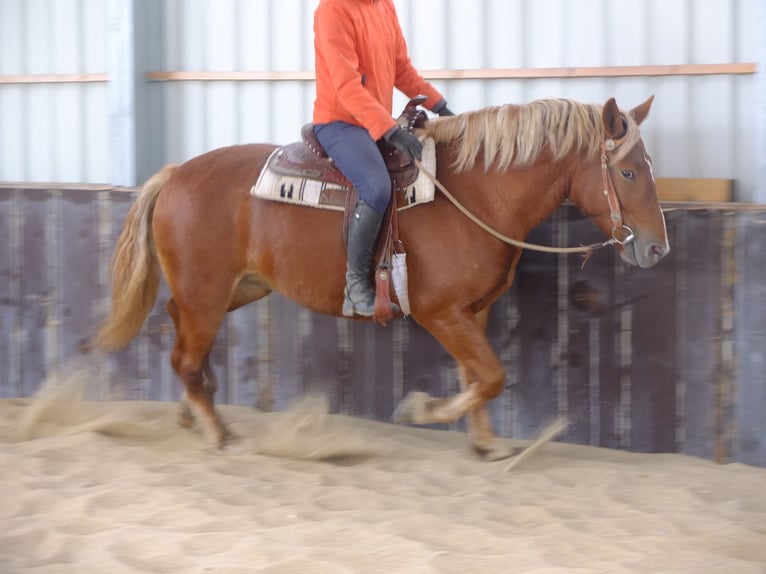 Autres races Croisé Hongre 7 Ans 152 cm Gris (bai-dun) in Buttstädt