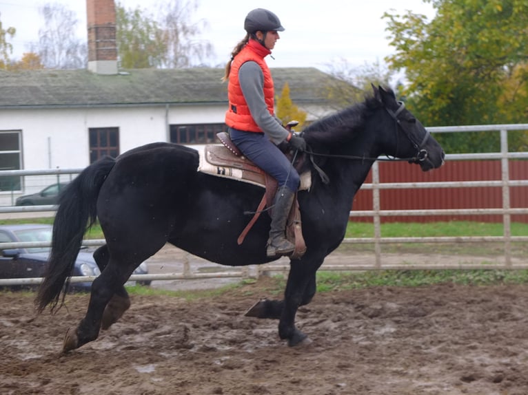 Autres races Croisé Hongre 7 Ans 152 cm Gris (bai-dun) in Buttstädt