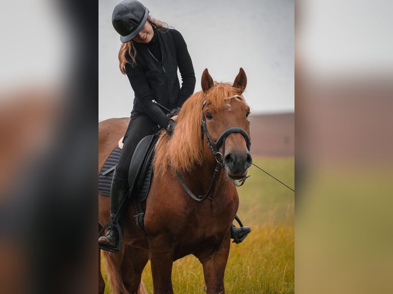 Autres races Croisé Hongre 7 Ans 155 cm Alezan in Nettersheim