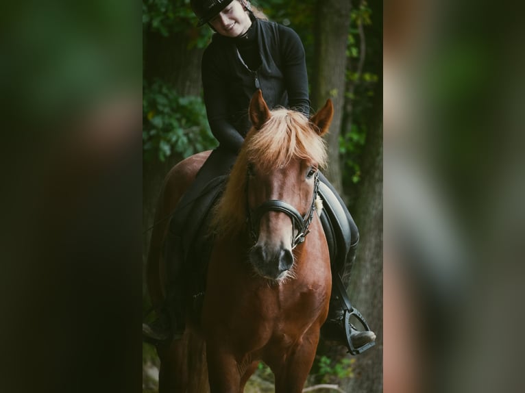 Autres races Croisé Hongre 7 Ans 155 cm Alezan in Nettersheim