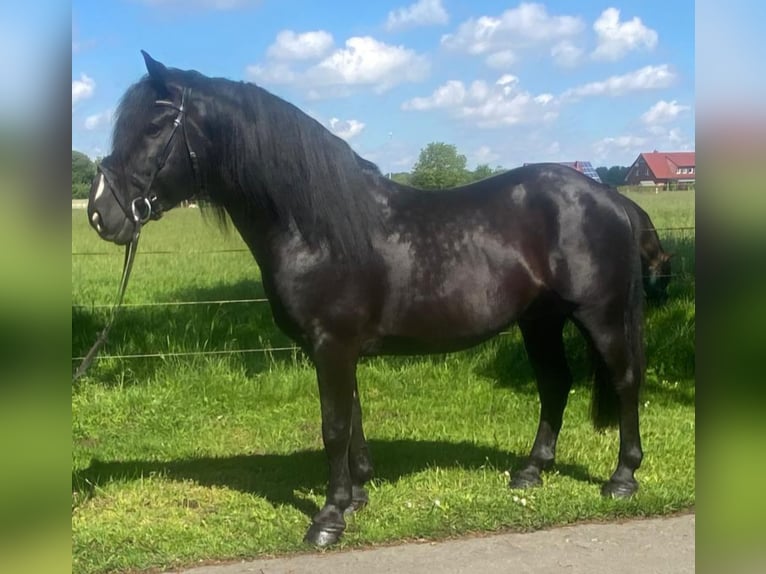 Autres races Hongre 7 Ans 156 cm Noir in Hopsten