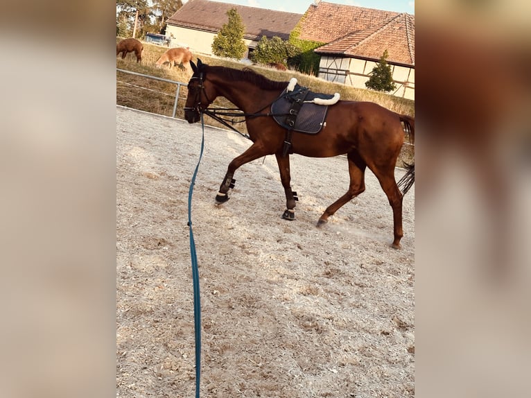 Autres races Hongre 7 Ans 160 cm Alezan in Gera