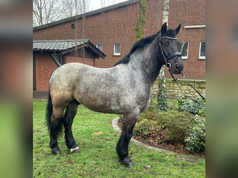 Autres races Hongre 7 Ans 160 cm Gris in Hopsten