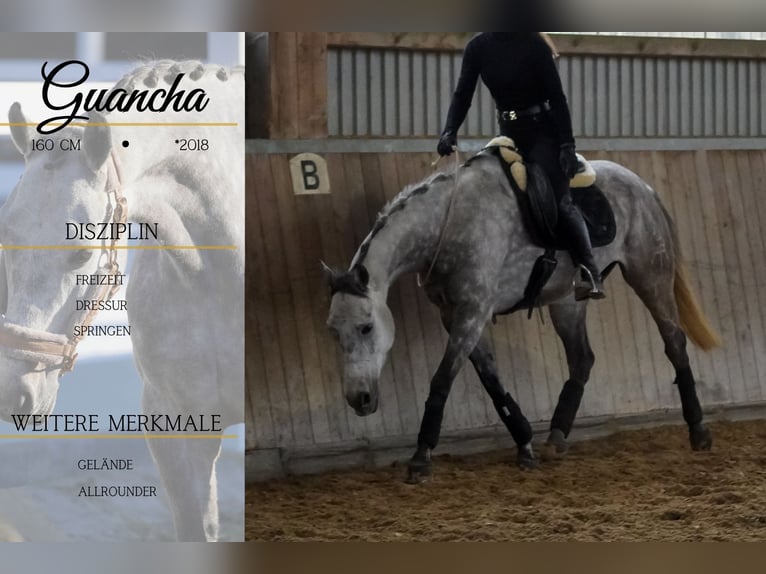 Autres races Hongre 7 Ans 160 cm Gris noir in Nettersheim