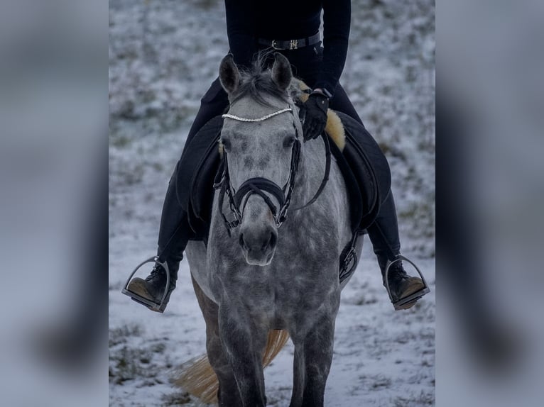 Autres races Hongre 7 Ans 160 cm Gris noir in Nettersheim