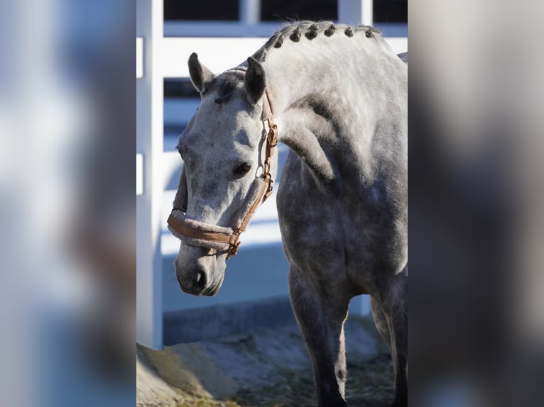 Autres races Hongre 7 Ans 160 cm Gris noir in Nettersheim