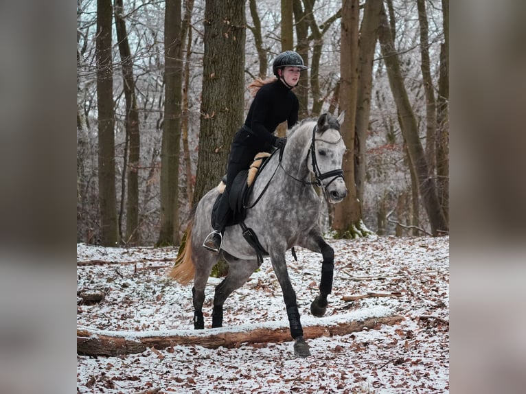 Autres races Hongre 7 Ans 160 cm Gris noir in Nettersheim