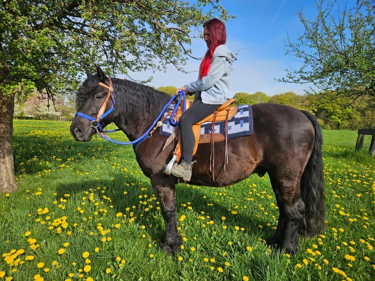 Autres races Hongre 7 Ans 160 cm Noir in Linkenbach