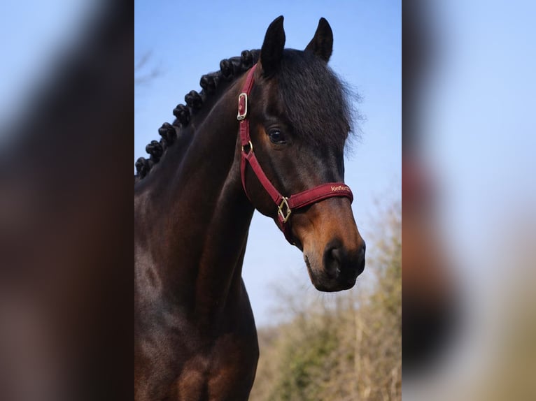 Autres races Hongre 7 Ans 162 cm Bai brun foncé in Nettersheim