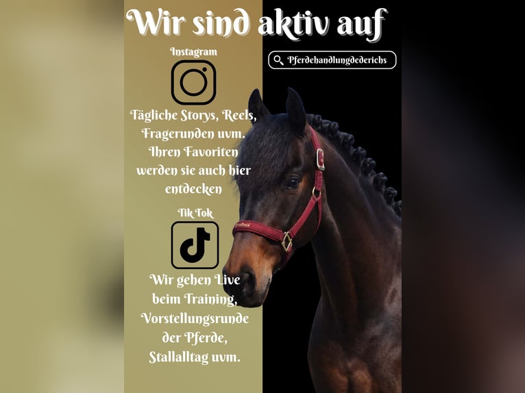 Autres races Hongre 7 Ans 162 cm Bai brun foncé in Nettersheim