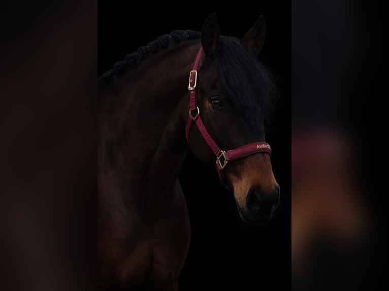 Autres races Hongre 7 Ans 162 cm Bai brun foncé in Nettersheim