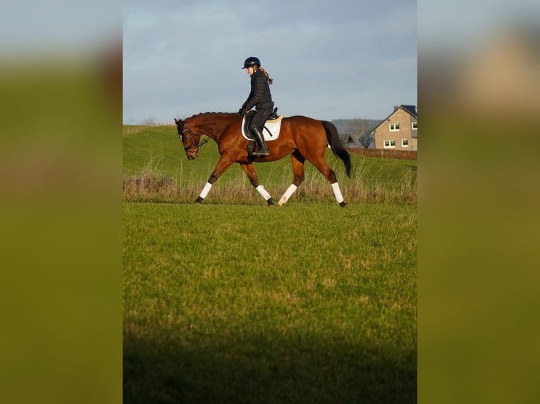 Autres races Hongre 7 Ans 162 cm Bai in Nettersheim