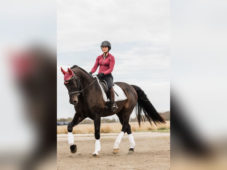 Autres races Hongre 7 Ans 163 cm Bai brun in Ames