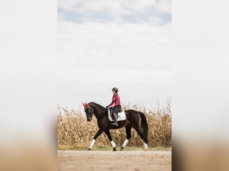 Autres races Hongre 7 Ans 163 cm Bai brun in Ames