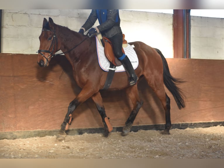 Autres races Hongre 7 Ans 165 cm Bai in Achtmaal