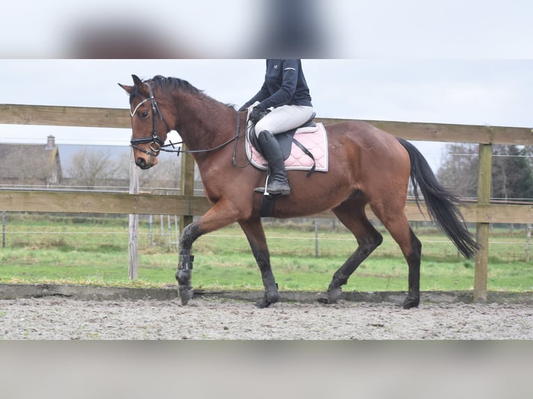 Autres races Hongre 7 Ans 165 cm Bai in Achtmaal