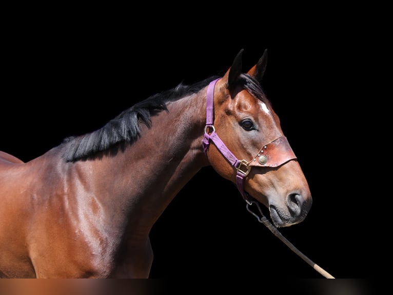 Autres races Hongre 7 Ans 168 cm Bai cerise in Fort Collins