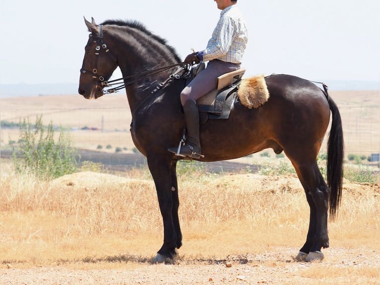Autres races Hongre 7 Ans 170 cm Bai in Navas Del Madro&#xF1;o