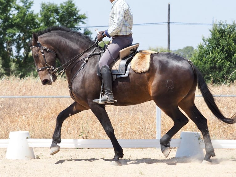 Autres races Hongre 7 Ans 170 cm Bai in Navas Del Madro&#xF1;o