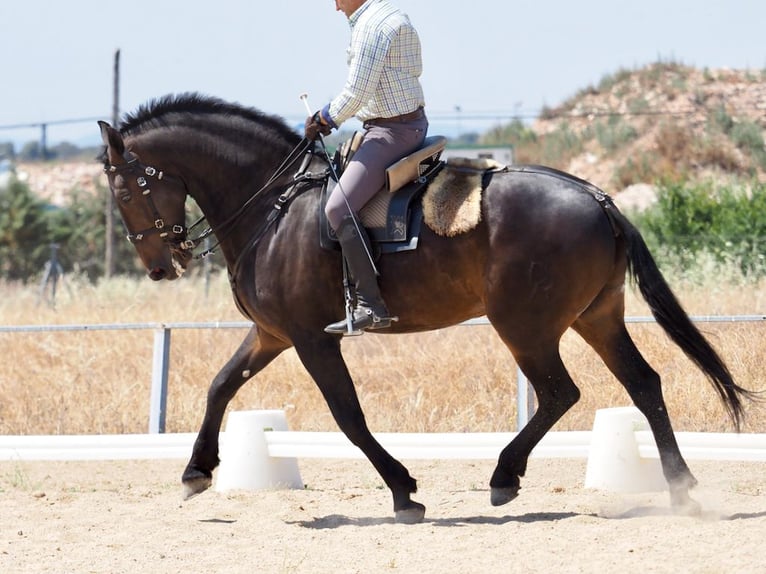 Autres races Hongre 7 Ans 170 cm Bai in Navas Del Madro&#xF1;o